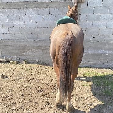 Продаю | Жеребец | Рабочий