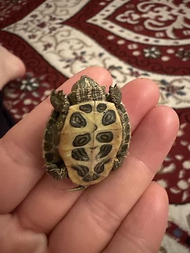живые черепахи: Две Молодые водные черепашки (красноухие слайдеры) Описание: - — 2