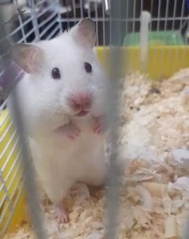 Башка жаныбарлар: ПРОДАЮ ДЖУНГАРСКИХ И СИРИЙСКИХ ХОМЯЧКОВ,А ТАК ЖЕ — 1