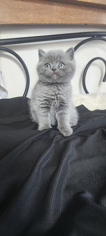 black cat: Шотландский котёнок, окрас сплошной голубой (серый). - Плюшёвая — 2