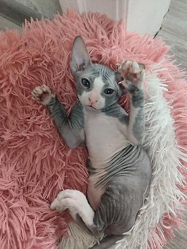 кошки сфинкс: Котёнок породы донской сфинкс. Описание: - Окрас: серо-белый — 1