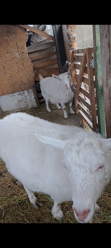 Продаю | Коза (самка) | Для молока