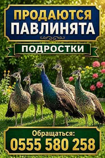 Птицы: Павлинята-подростки. - Возраст: молодые особи (подростки), активные и — 1