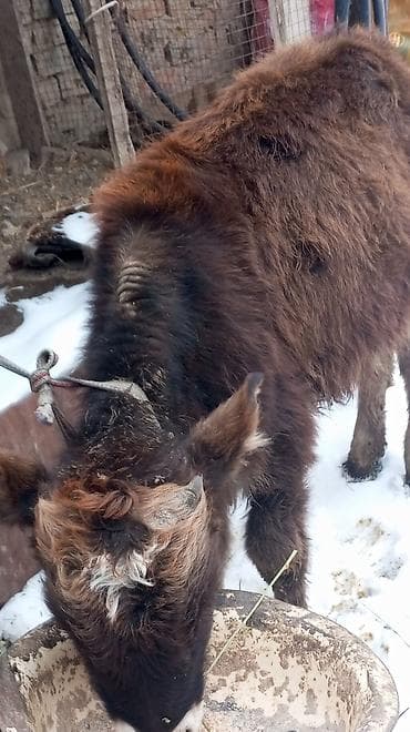 бычок кара балта: Продаю | Тёлка | Полукровка | На откорм | Привязанные — 2