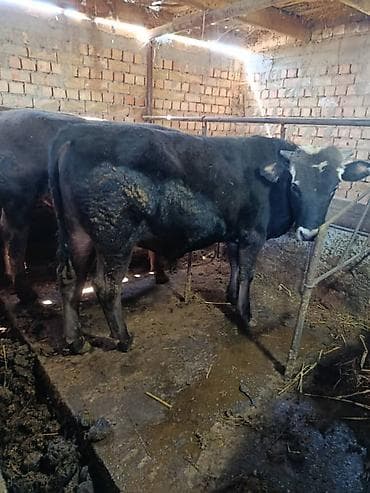 матрица для вощины: Продаю | Бык (самец) | На откорм | Привязанные — 5