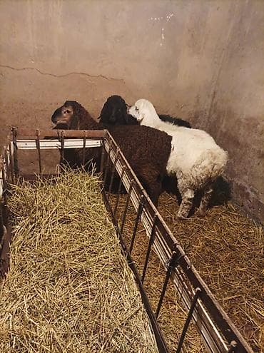 собака авчарка: Продаю | Овца (самка) | Гиссарская, Арашан, Романовская | Для разведения | Племенные — 1