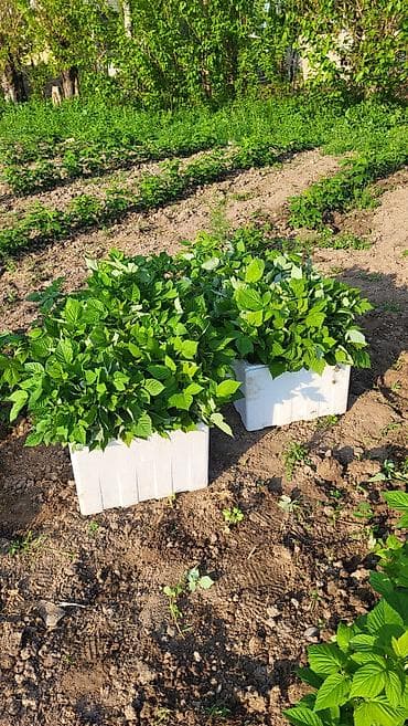 для фрукты: Саженцы малины. сорт полька - Сильные однолетние побеги с развитой — 9