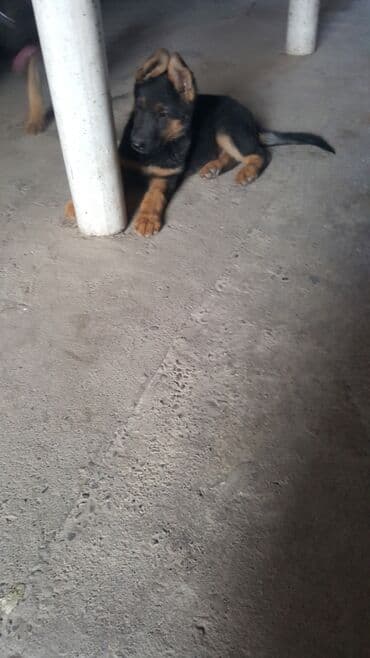 хмонг собака купить: Немис овчаркасы, 2 айлык, Эркек, Ит тегин тастыктоочу документ — 2