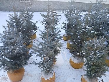 озеление: Саженцы деревьев: Ели, Самовывоз — 4