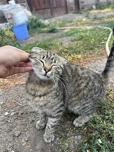 Плюшевый кот с необычными ушками (складчатые, прижатые), тигровый — 2