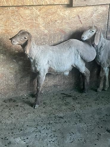 гисар ягнята: Продаю | Ягненок, Баран (самец) | Арашан | Для разведения | Племенные — 4