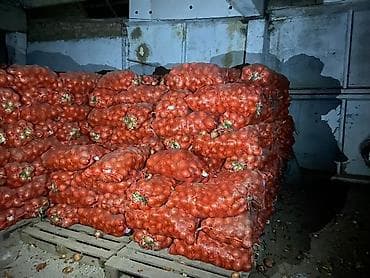 Тыква: Лук Оптом — 2