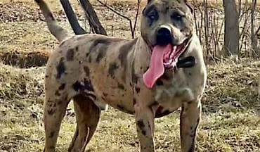 Продажа собак: Питбуль, 11 месяцев, Самец — 2