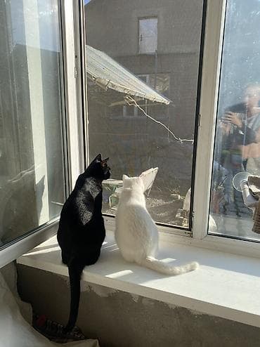 Срочно требуется под маркет ( сеть по городу) 700/1000м2 на одном lalafo.kg да Срочно требуется под маркет ( сеть по городу) 700/1000м2 на одном