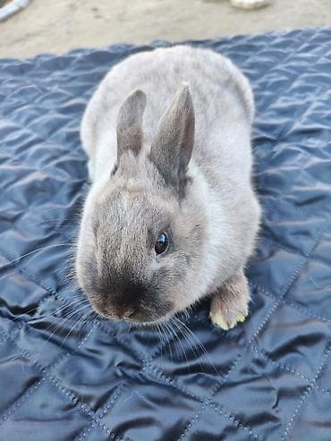 тайган собака цена бишкек: ️❗️❗️❗️СРОЧНО ПРОДАЮТСЯ ❗️❗️❗️❗️ Продаю Кролики карликовые из-за того — 6