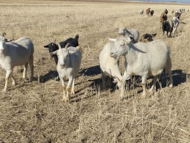 сколько стоит коза дойная купить: Продаю | Коза (самка) | На забой, Для молока — 9