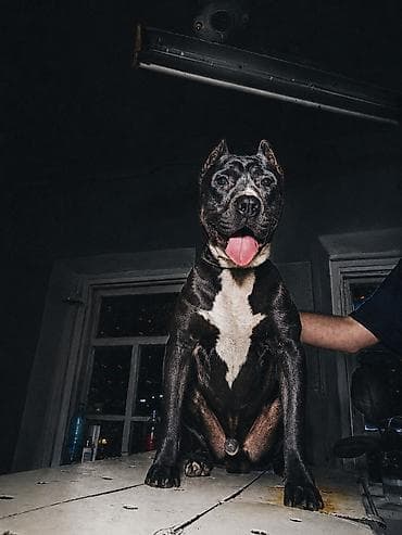 german shepherd: Вязка: Питбуль, Самец, 2 года, С родословной, С прививкой — 2