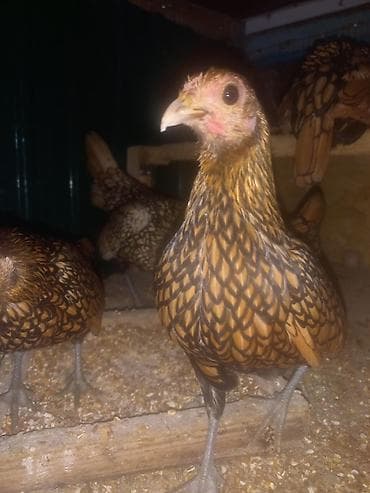 Ветеринар кызматы: Сатам | Тооктор | Көбөйтүү үчүн — 8