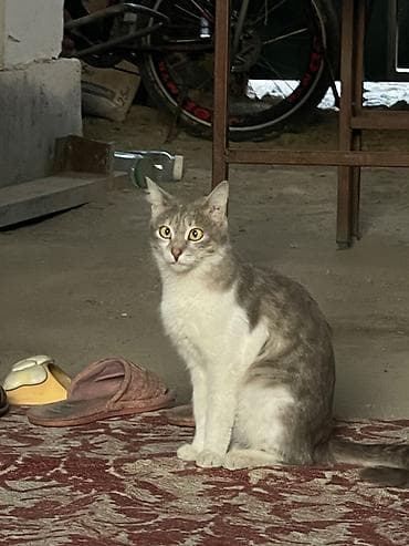 Вязка кошек: Котята - мама крысалов, очень игривые, очень шустрые — 2