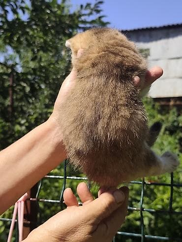 кошка домашняя: Британская короткошёрстная, 1 месяц, Мальчик, Приучена к лотку — 5