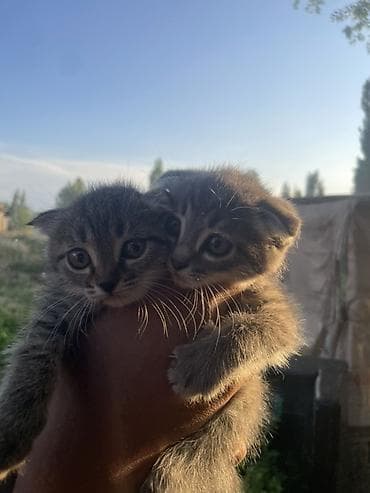 котята бишкек бесплатно: Котята, 2 малыша из одного помёта. - Окрас: тигровый (серый табби) — 2