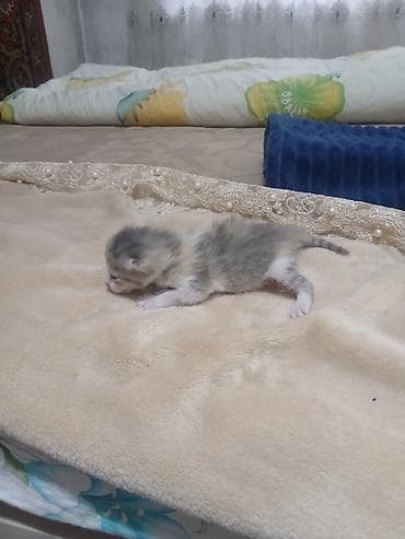 продаю котенка: Котята, недавно родившиеся, разноокрасочные: - Окрас: бело-серый — 2