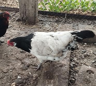 прост ат: Продаю | Куры | Несушки — 3