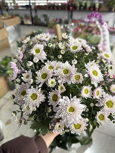 Хризантема