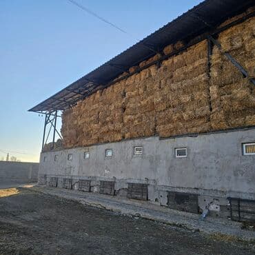 купить собаку шпица недорого: Продаю беде (люцерну) 1укос ~10 000шт в Сокулуке находится — 3