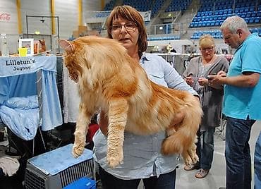 коты белый: Мейн-кун, 2 месяца, Мальчик, Приучена к лотку, Проглистована, С документами — 6