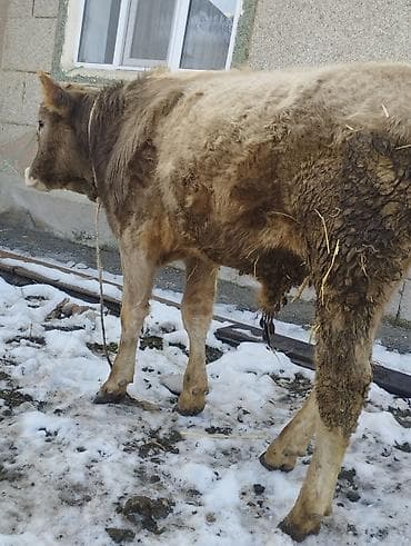 Грызуны: Продаю | Бык (самец) | Полукровка | На откорм | Привязанные — 4