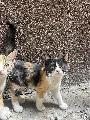🐾 Ищу дом для трёх маленьких пушистиков ❤️ У нас дома появились три — 6