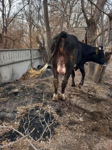 Ковролин: Сатам | Уй (ургаачы) | Сүт алуу үчүн — 3