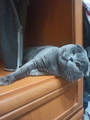 вислоухая кошка сколько стоит: Вязка, не продажа! Наш любимый котик, своенравный, но, в тоже время — 4