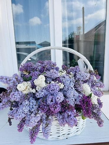 корзина для цветов: Большая цветочная композиция из сирени в белой плетёной корзине. - — 2