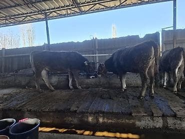 Үй жаныбарлары үчүн товарлар: Сатам | Уй (ургаачы) | Швиц | Сүт алуу үчүн | Бооз — 4