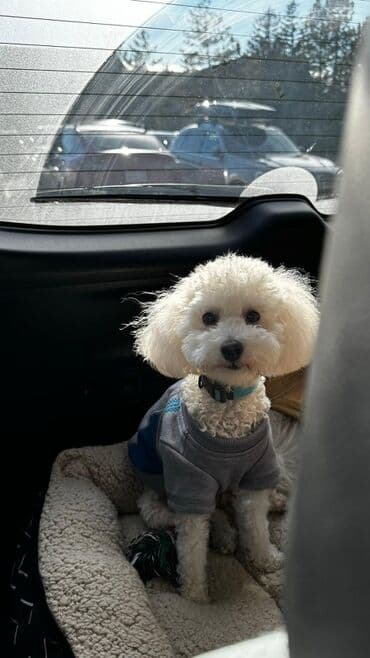 Продаю той-пуделя в заботливые руки по имени Бабл 🐩 Знакомьтесь — это