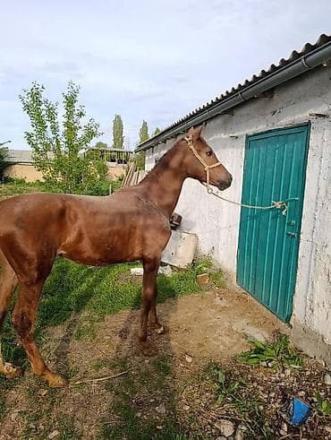 серый великан: Продаю | Жеребенок | Дончак | Конный спорт — 3