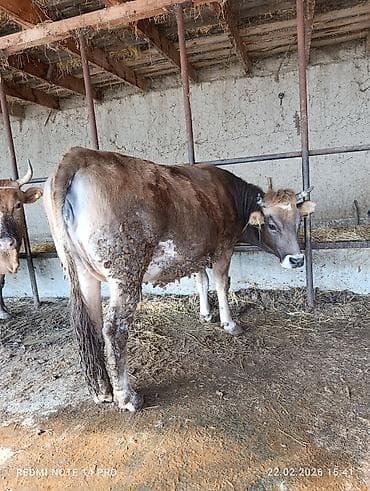 карова швицкая: Продаю | Корова (самка), Тёлка | Швицкая | Для разведения, Для молока | Стельные, Привязанные — 8