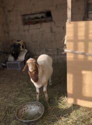 мопсы цена: Продаю | Овца (самка) | Полукровка | На забой, Для разведения — 3