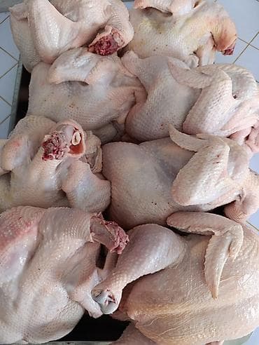 забыл: Продаю мясо куриц бройлера 💯 халал строго соблюдается по шари'ату — 2