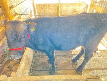 куплю корм для животных: Продаю | Бык (самец), Музоо, торпок | Ангус | На откорм | Привязанные — 1