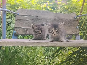 Отдам котят в хорошие руки, есть и мальчики и девочки. Активные — 1