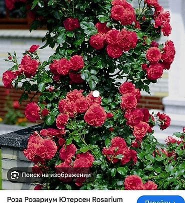 Дом и сад: Саженцы — 1