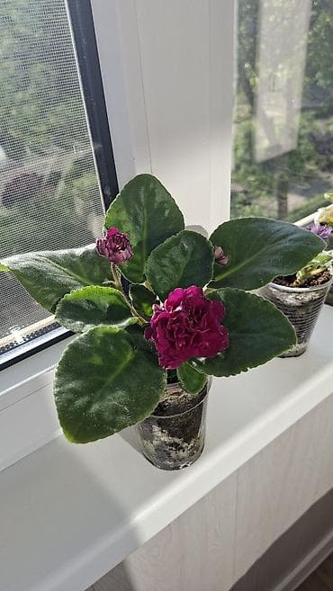 глок: Сенполии (фиалки) в одноразовых стаканчиках, укоренённые розетки с — 3