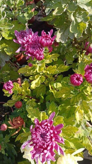 хризантема садовая купить: Горчешная хризантема! Большой выбор цветов оптом и в розницу — 8