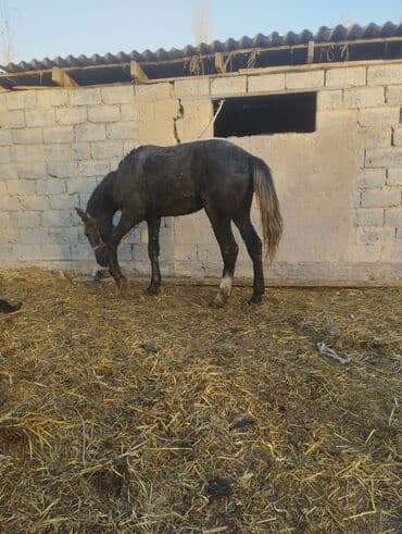 племенные коровы молочные купить: Продаю | Кобыла (самка) | Полукровка — 5