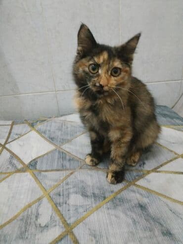 малек форели: Ищу любящих, ответствен. заботливых хозяев для трех котят (3 мес.) с — 4