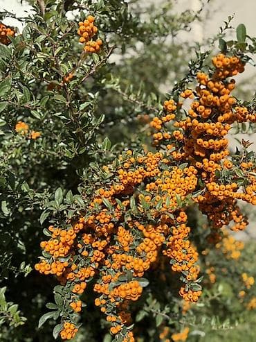 сдаю квартиру на иссык куле: Квартира, Альфа ЦО Радуга, Сары-Ой, Детская площадка, Парковка, стоянка, Охраняемая территория — 7