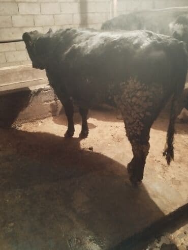 продажа домашних животных: Продаю | Бык (самец) | На откорм — 1